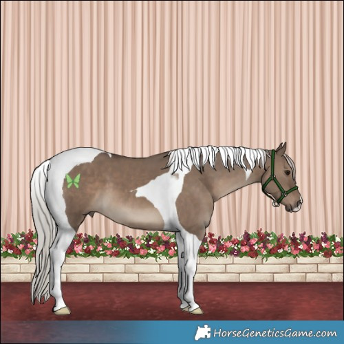 Horse Color:Silver Grullo Tobiano