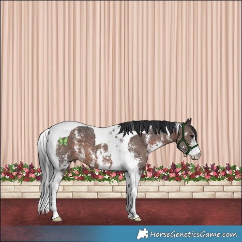 Horse Color:Brown Sabino Tobiano 