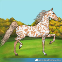 Horse Color:Chestnut Appaloosa 