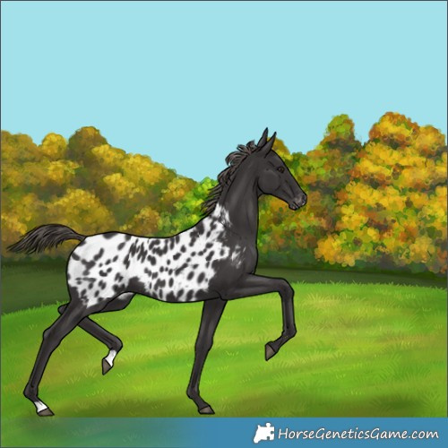 Horse Color:Smoky Black Appaloosa