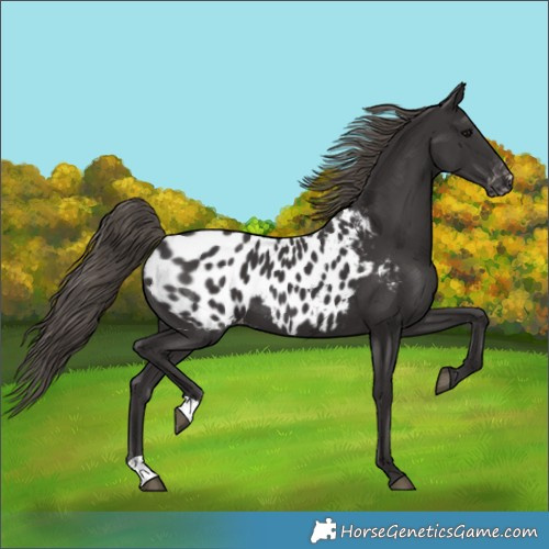 Horse Color:Smoky Black Appaloosa 