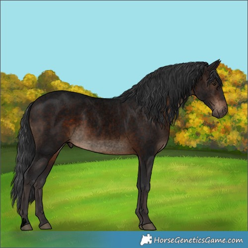 Horse Color:Void Brown Roan 