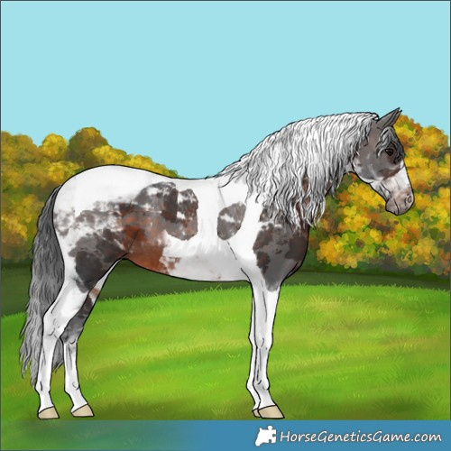 Horse Color:Brown Merle Tobiano 