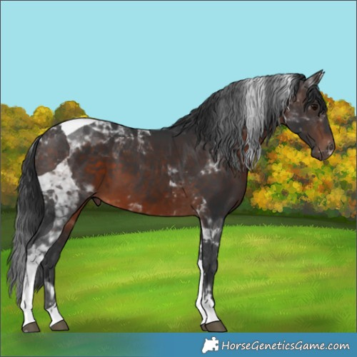 Horse Color:Brown Tobiano 