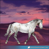 Horse Color:Gray Buckskin Onyx Merle Splash Tobiano Appaloosa  and Gray Silver Brown Splash Tobiano Appaloosa 