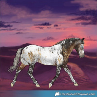 Horse Color:Gray Buckskin Onyx Merle Splash Tobiano Appaloosa  and Gray Silver Brown Splash Tobiano Appaloosa 