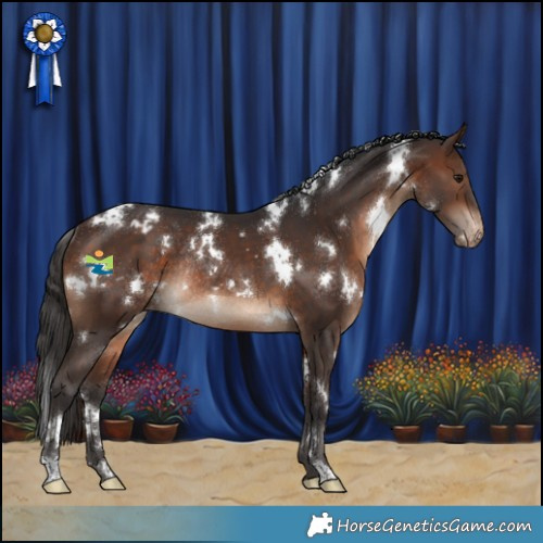 Horse Color:White Spotted Brown Appaloosa Rabicano 
