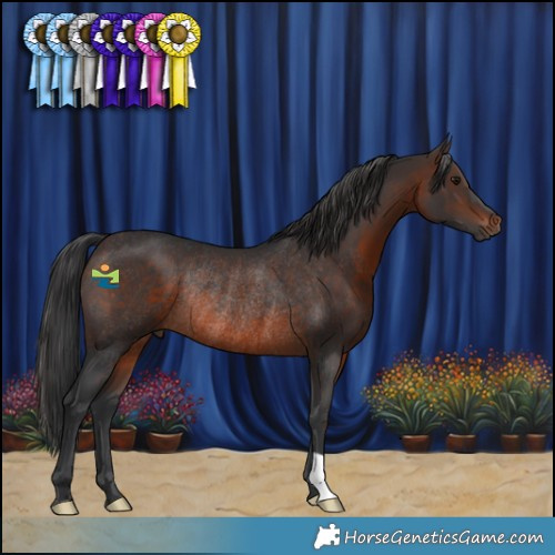 Horse Color:Brown Rabicano 