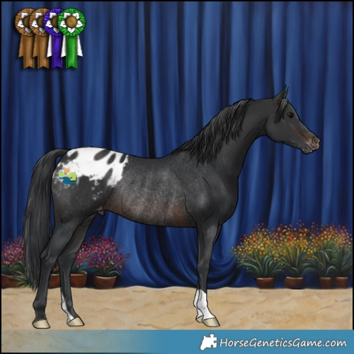 Horse Color:Brown Appaloosa Rabicano 