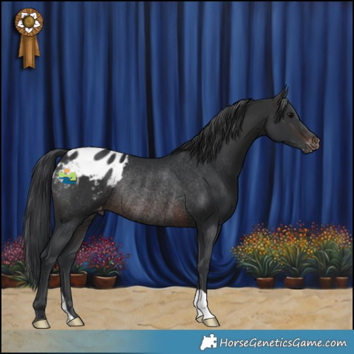 Horse Color:Brown Appaloosa Rabicano 