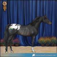 Horse Color:Brown Appaloosa Rabicano 