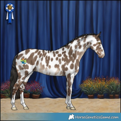Horse Color:Liver Red Dun Appaloosa 