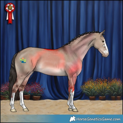 Horse Color:Liver Red Dun Appaloosa 