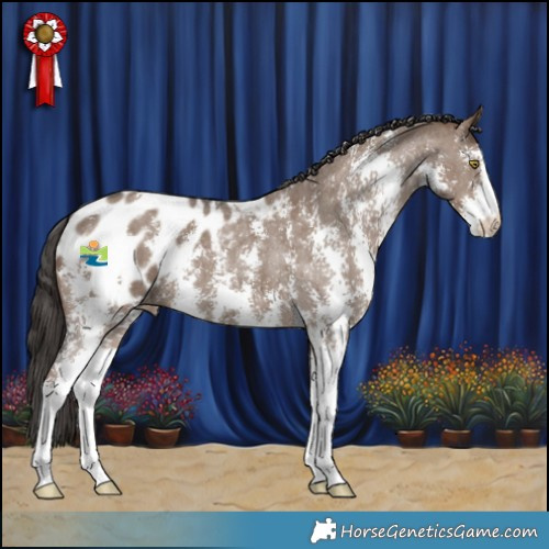 Horse Color:Liver Red Dun Sabino Appaloosa