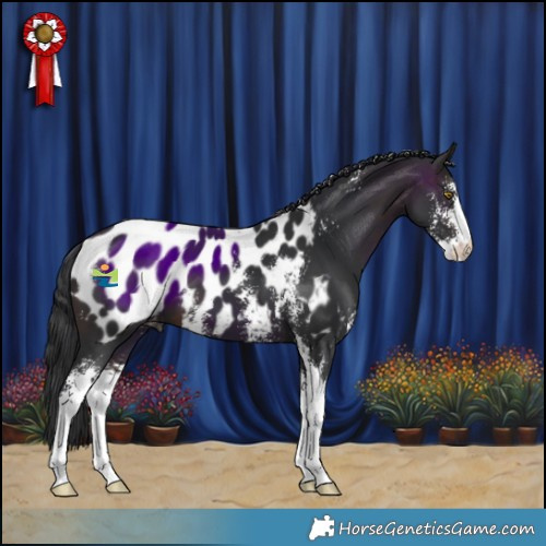 Horse Color:Brown Sabino Appaloosa 