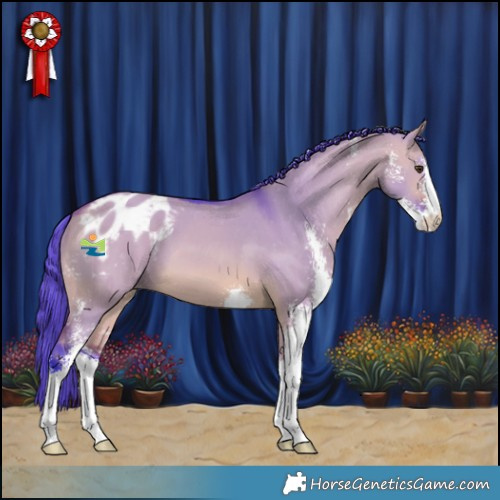 Horse Color:Watercolor Bay Dun Sabino Appaloosa 