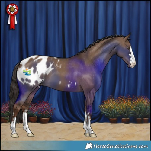 Horse Color:Liver Red Dun Appaloosa 