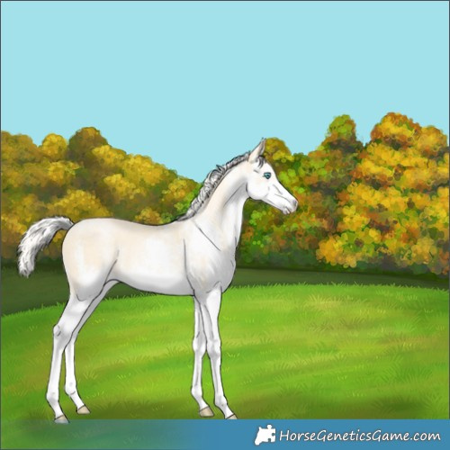 Horse Color:White Spotted Silver Smoky Black Pearl Splash 