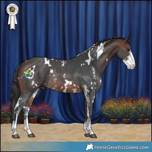 Horse Color:White Spotted Brown Sabino Rabicano 