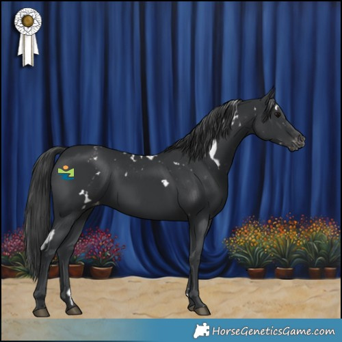 Horse Color:White Spotted Black Varnish 