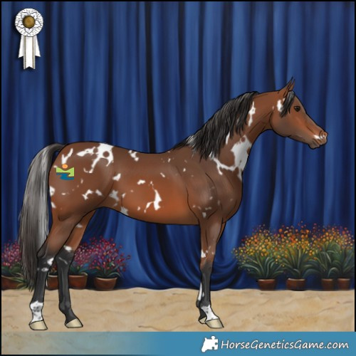 Horse Color:White Spotted Bay 