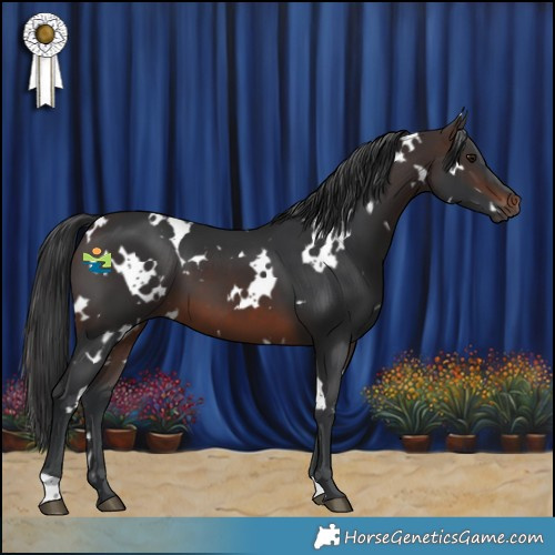 Horse Color:White Spotted Brown 