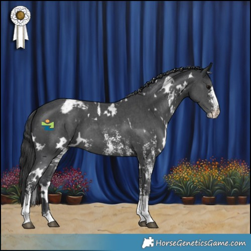 Horse Color:White Spotted Black Sabino Varnish 