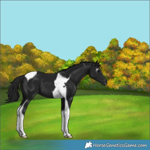 Horse Color:Gray Smoky Black Tobiano
