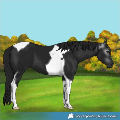 Horse Color:Gray Smoky Black Tobiano 