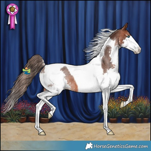 Horse Color:Brown Splash Tobiano Appaloosa 