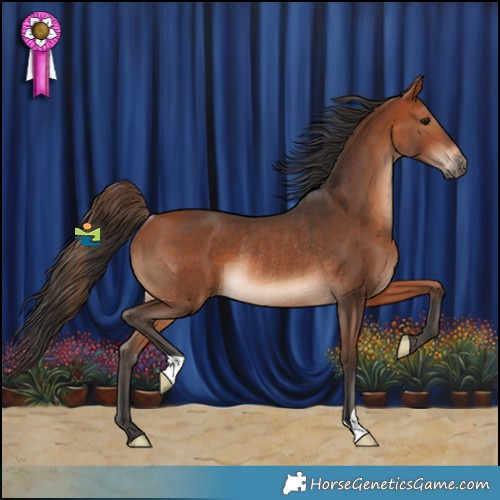 Horse Color:Bay Rabicano