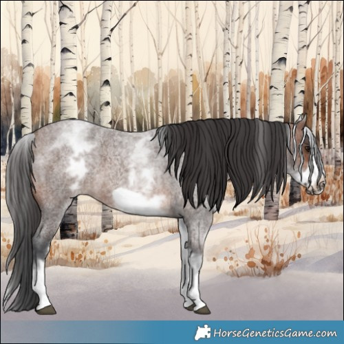 Horse Color:White Spotted Brown Roan Frame