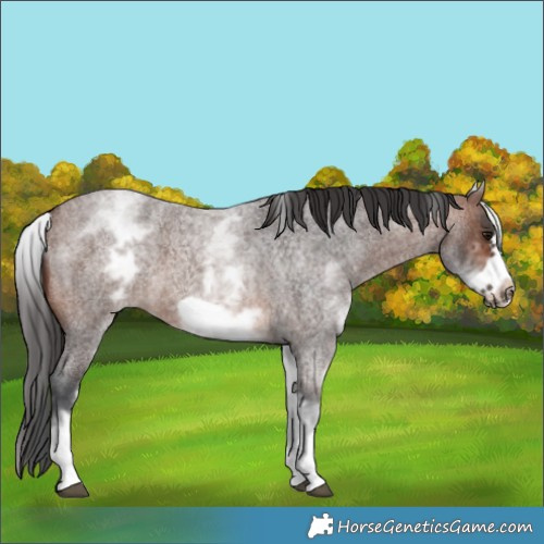 Horse Color:White Spotted Brown Roan Frame
