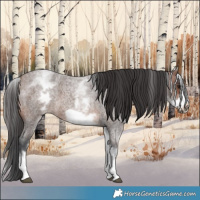Horse Color:White Spotted Brown Roan Frame 