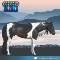 Horse Color:Brown Tobiano 