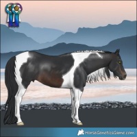 Horse Color:Brown Tobiano