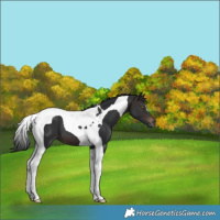 Horse Color:Brown Tobiano 