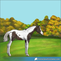 Horse Color:Silver Brown Tobiano 