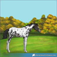 Horse Color:Brown Tobiano Near Leopard