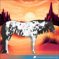 Horse Color:Brown Tobiano Near Leopard 