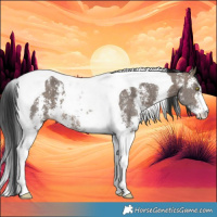 Horse Color:Brown Dun Sabino Tobiano
