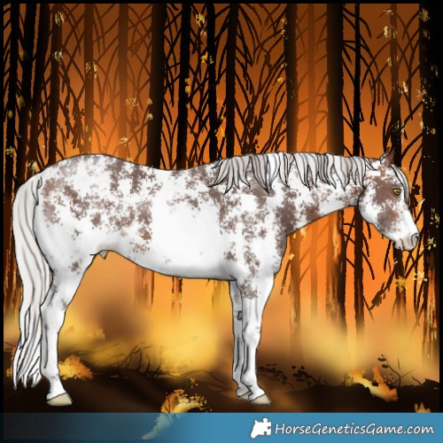 Horse Color:Silver Brown Sabino 