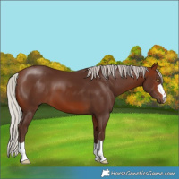 Horse Color:Silver Brown 