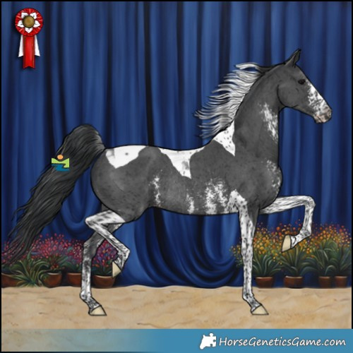 Horse Color:Black Sabino Tobiano Rabicano 
