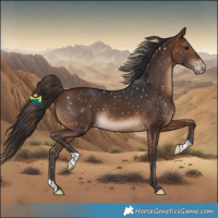 Horse Color:Brown Appaloosa 