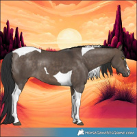 Horse Color:Brown Dun Tobiano 