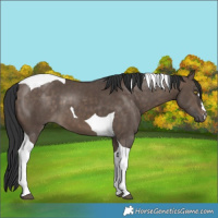 Horse Color:Brown Dun Tobiano 