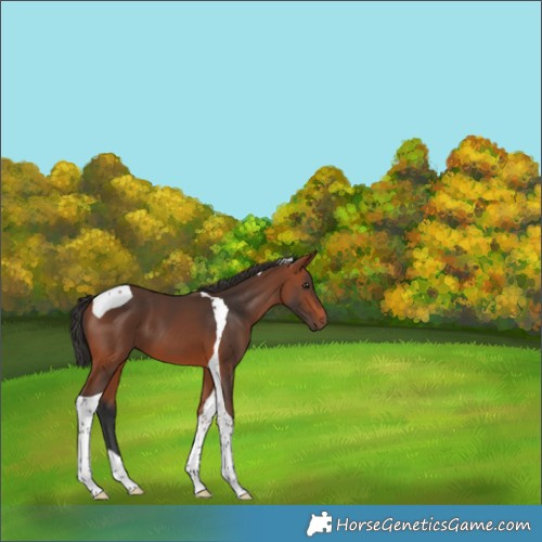 Horse Color:Bay Tobiano