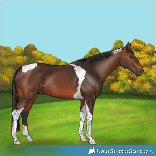 Horse Color:Bay Tobiano