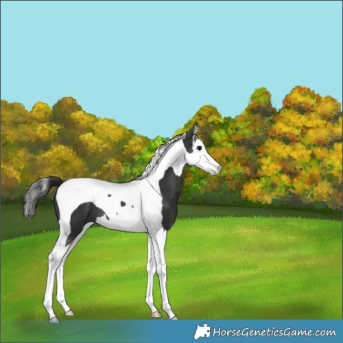 Horse Color:Black Splash Tobiano 
